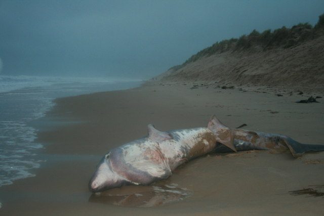 海岸に打ち上げられたウバザメ