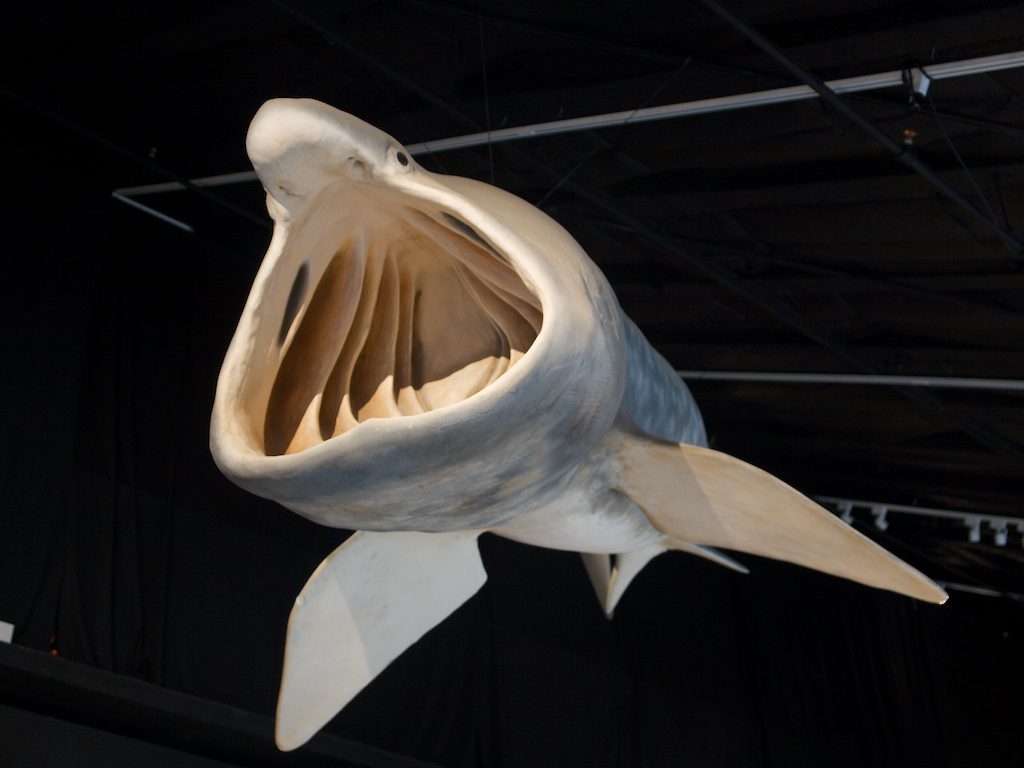 大きく口を開けたウバザメの展示模型