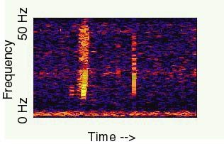 ブループの時間と周波数を示すスペクトログラム