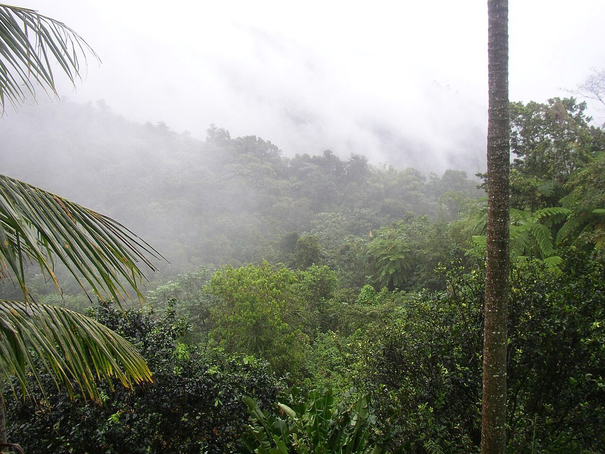霧のかかったエル・ユンケの熱帯雨林の山並み