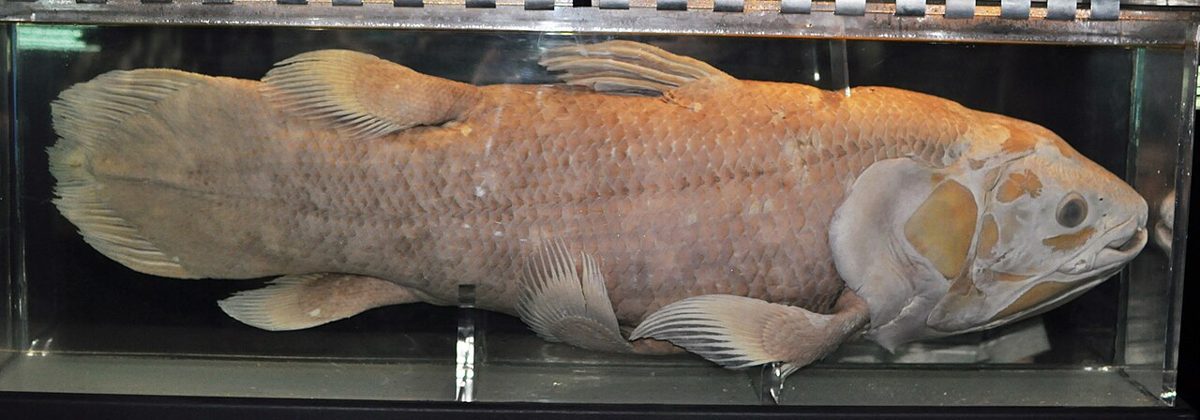 肉の厚いヒレの付け根が見えるシーラカンスの保存標本