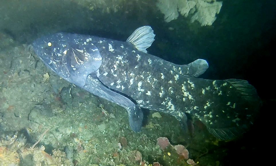 南アフリカ沖の海中で撮影された生きたシーラカンス