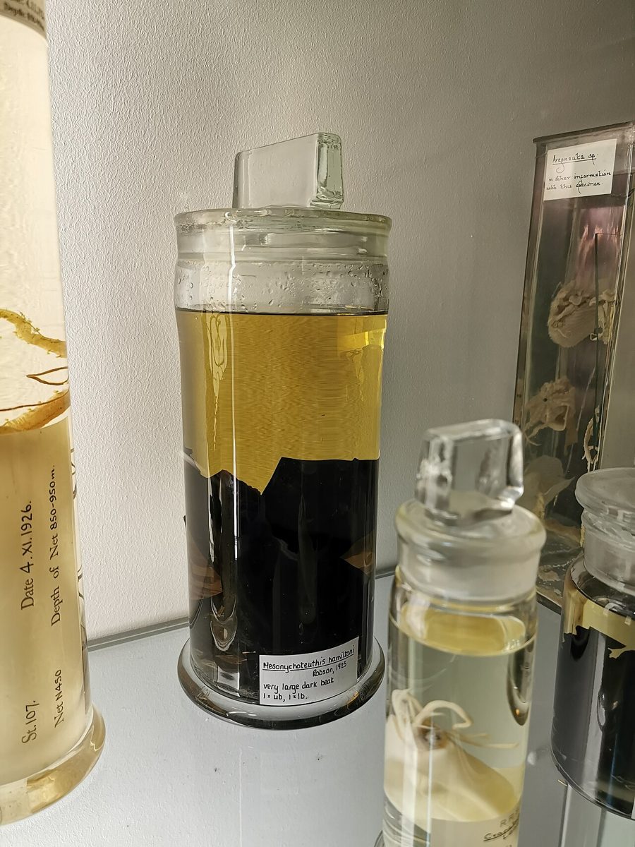 ロンドン自然史博物館の保存瓶に入った黒いイカのくちばし