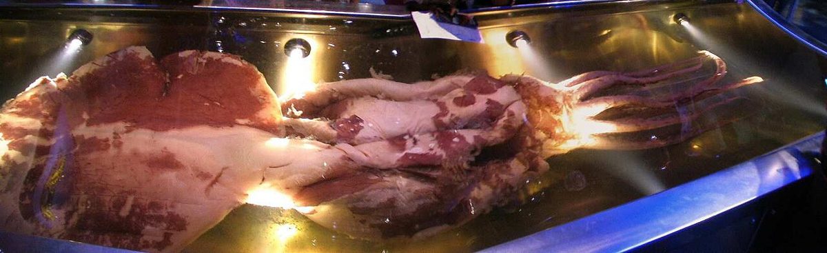 テ・パパ博物館の水槽に展示されたダイオウホウズキイカの標本