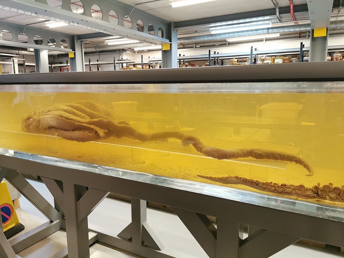 ロンドン自然史博物館の細長い水槽に入ったダイオウホウズキイカの頭と腕