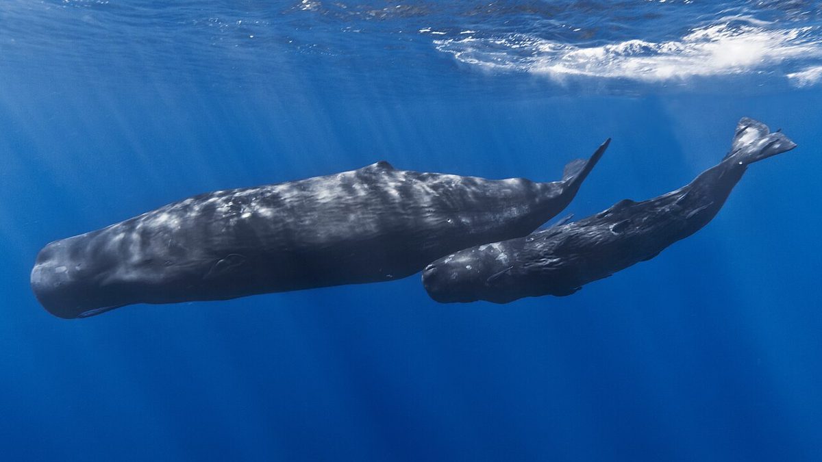 青い海を並んで泳ぐマッコウクジラの母親と子