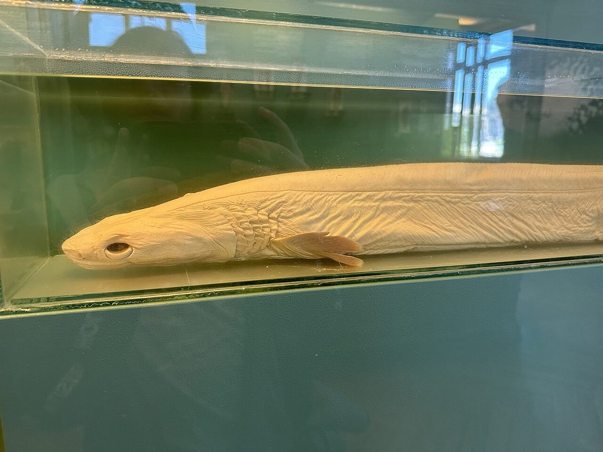 ウィーン自然史博物館の容器内に保存されるラブカの標本