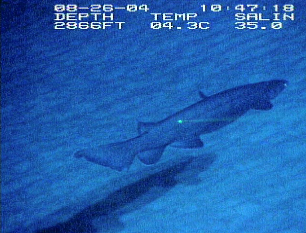 暗い海底付近を泳ぐラブカを写したNOAAの映像静止画
