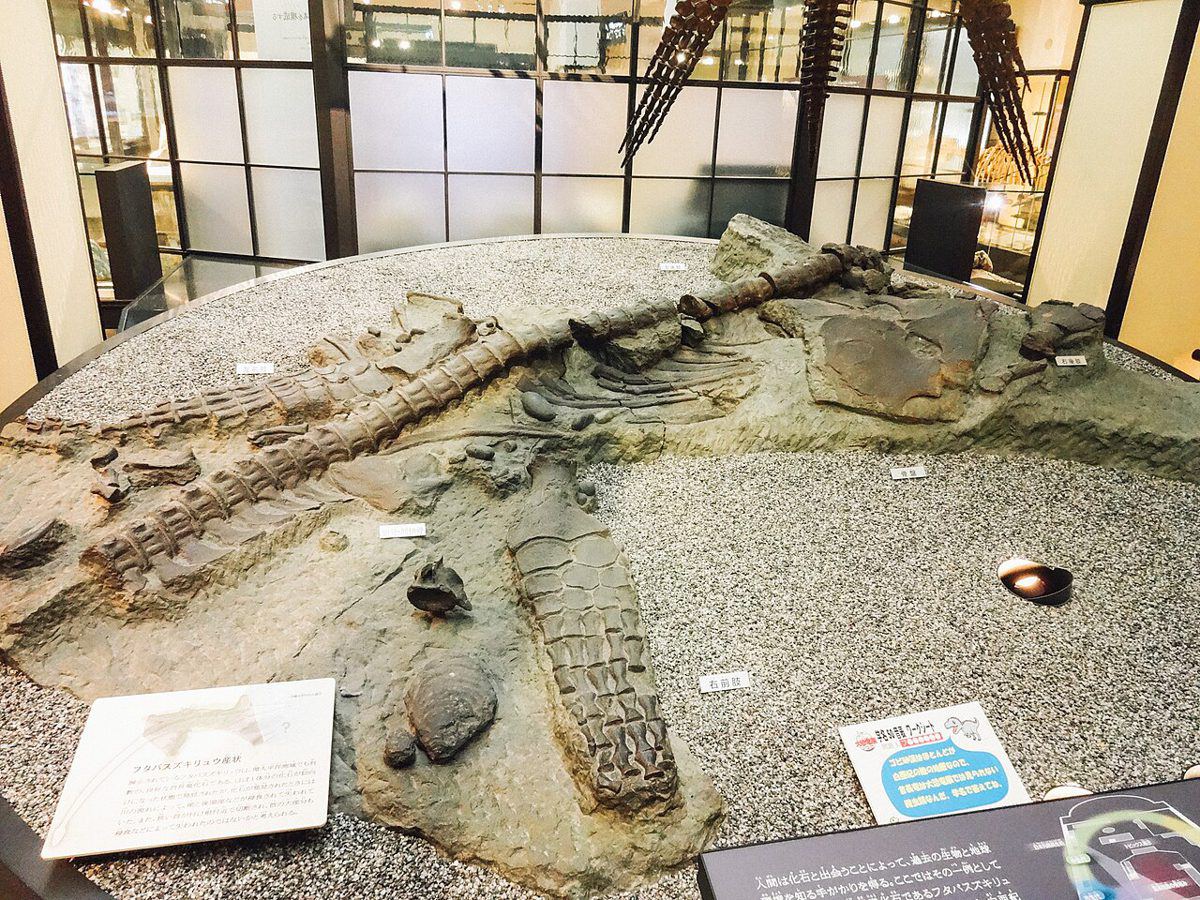 国立科学博物館に展示されているフタバスズキリュウの化石