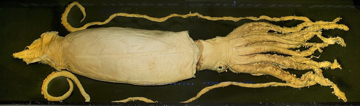 胴と腕、長い触腕を展開したダイオウイカの保存標本