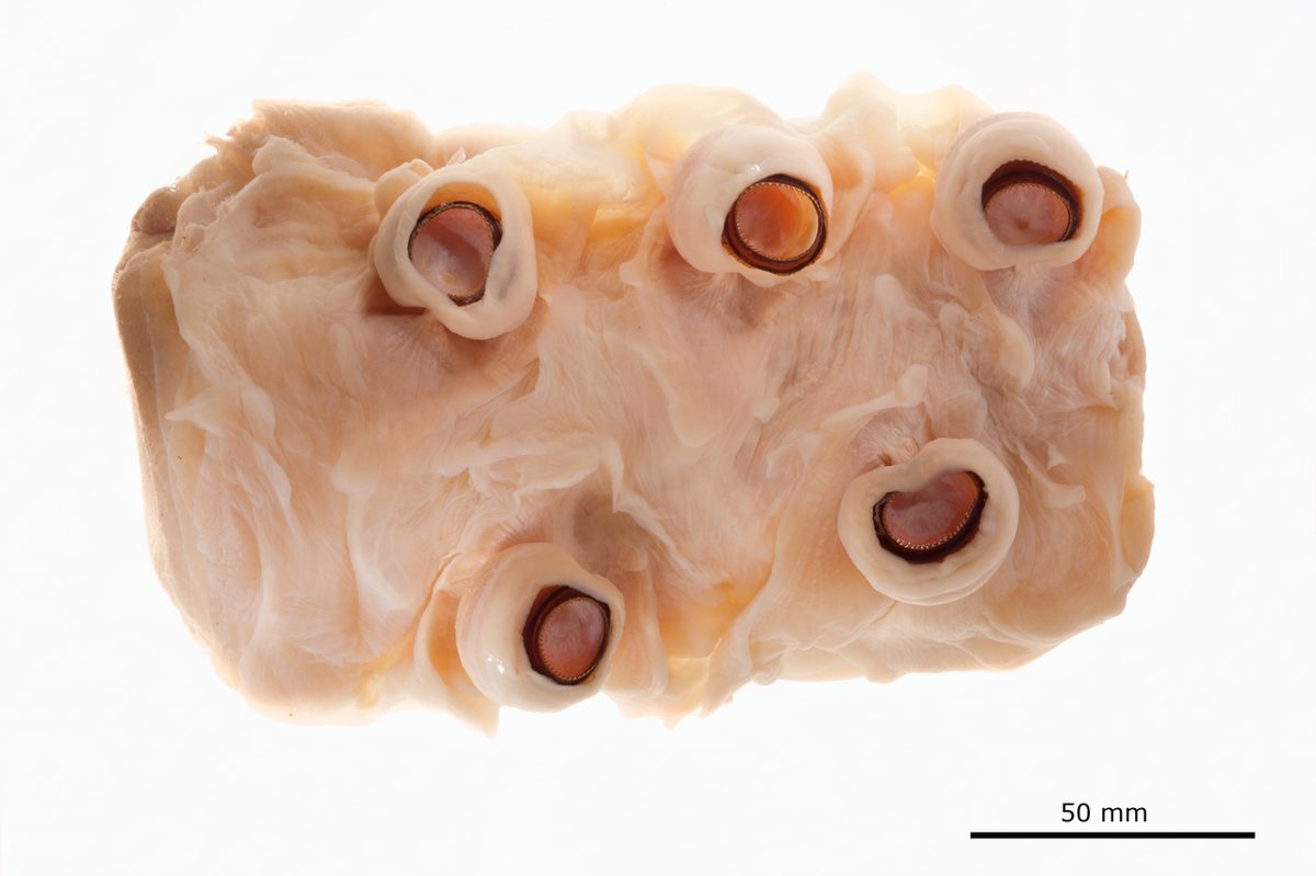 ダイオウイカの命名の基準となった標本の腕の断片