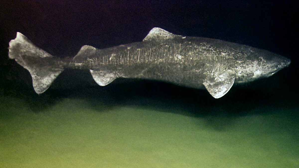 海底近くを泳ぐニシオンデンザメの水中写真