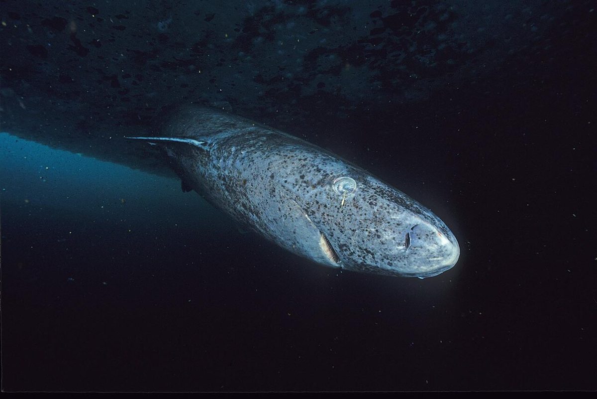 ヌナブトの氷縁で撮影されたニシオンデンザメの横顔