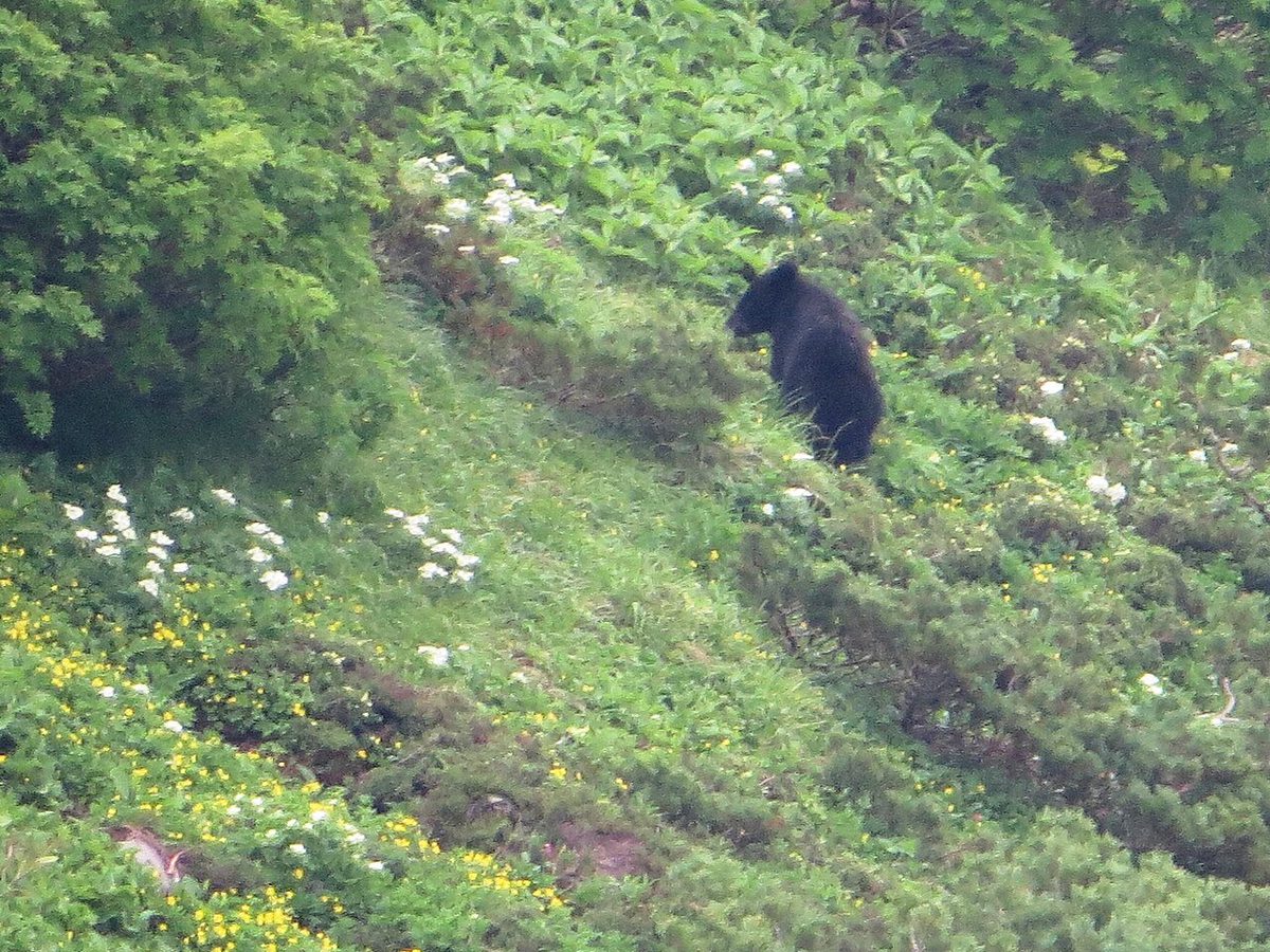 草むらで植物を食べるツキノワグマ
