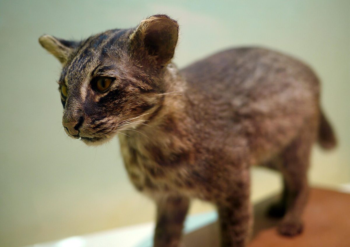 西表野生生物保護センターに展示されたイリオモテヤマネコの剥製