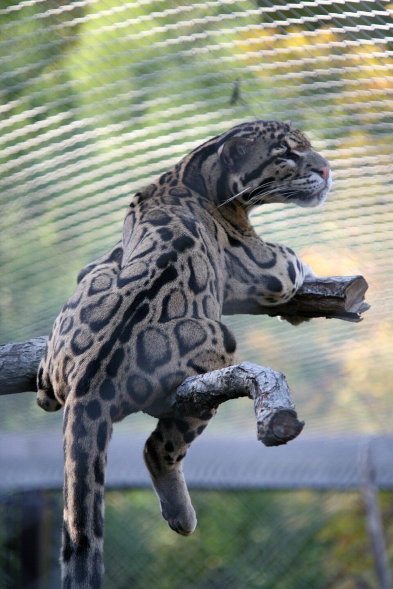 木の枝に乗るウンピョウ