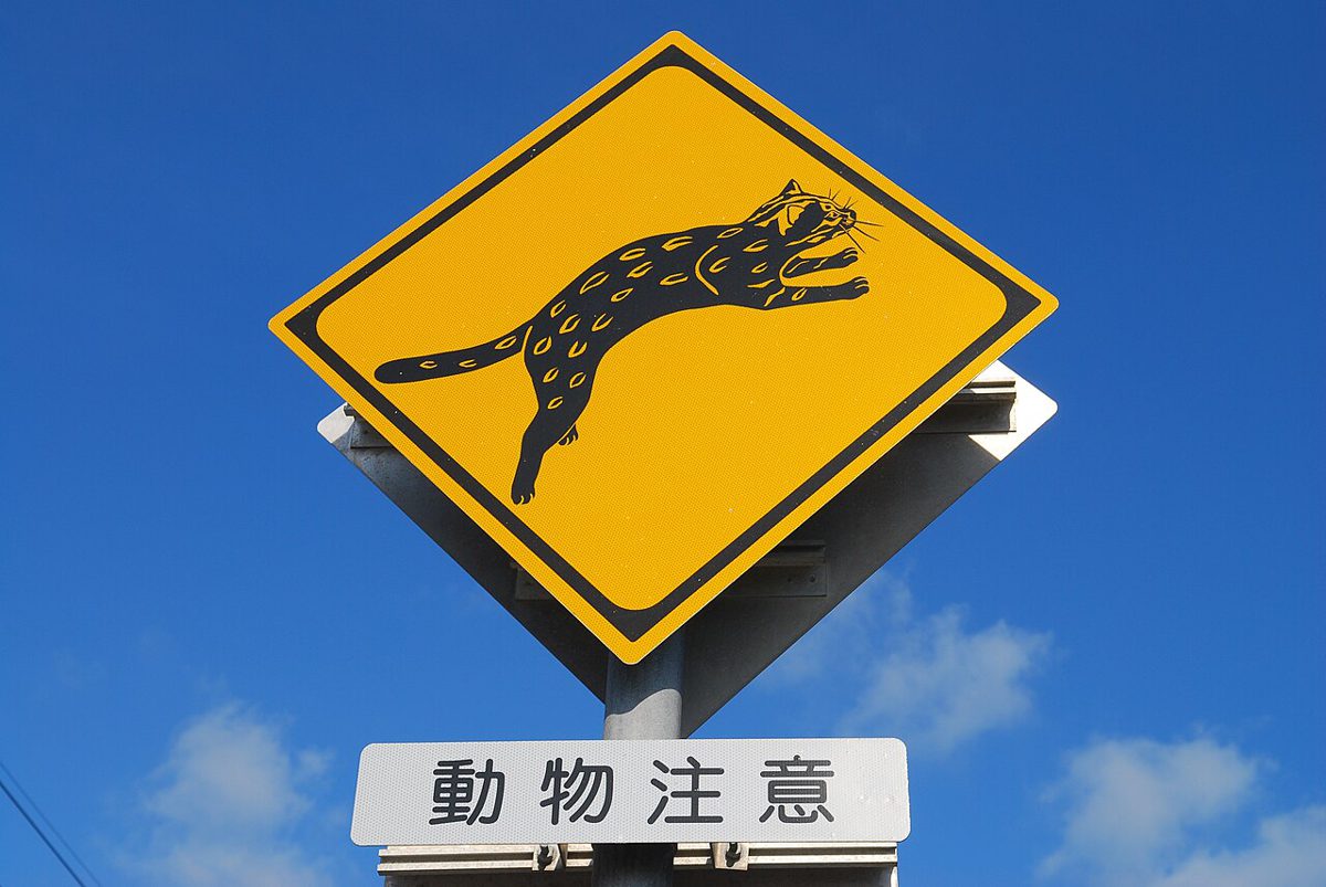 西表島の道路に立つヤマネコ注意の標識