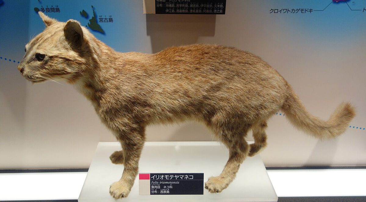 国立科学博物館に展示されているイリオモテヤマネコの剥製