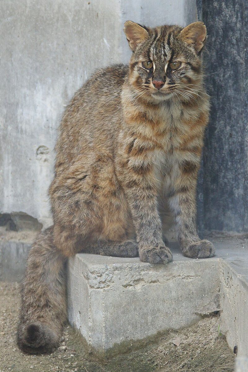 福岡市動物園で飼育されているツシマヤマネコ