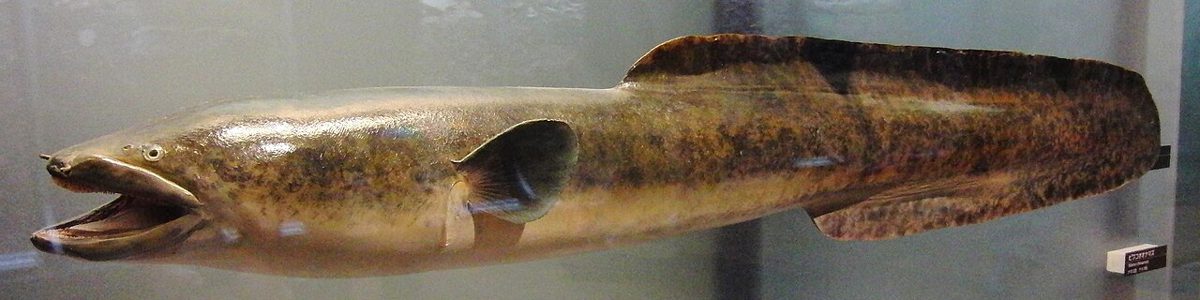 横に長いオオウナギのはく製標本
