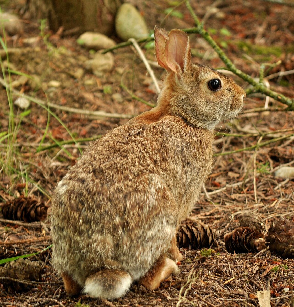 草地にいるトウブワタオウサギ