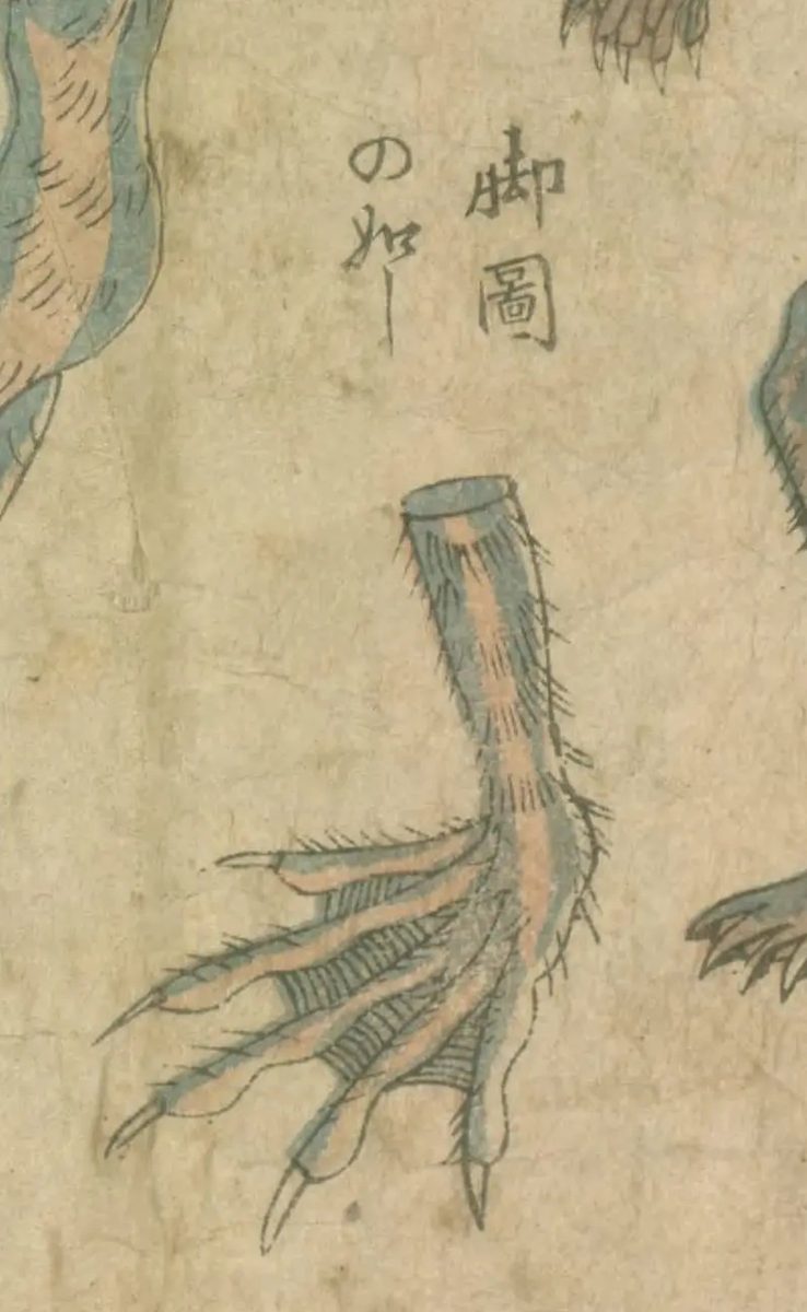 水虎十弐品之図に描かれた、切り離された河童の脚の図。長い指の間に水かきがある