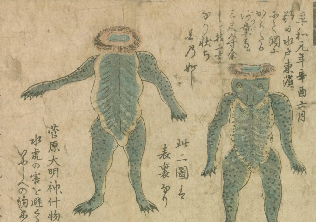 水虎十弐品之図に描かれた、享和元年に水戸の浜で捕らえられた河童の表と裏の図