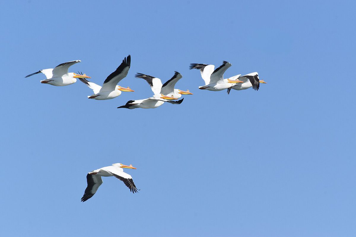 青空を斜めの列になって飛ぶ、翼の先が黒い白い鳥の群れ