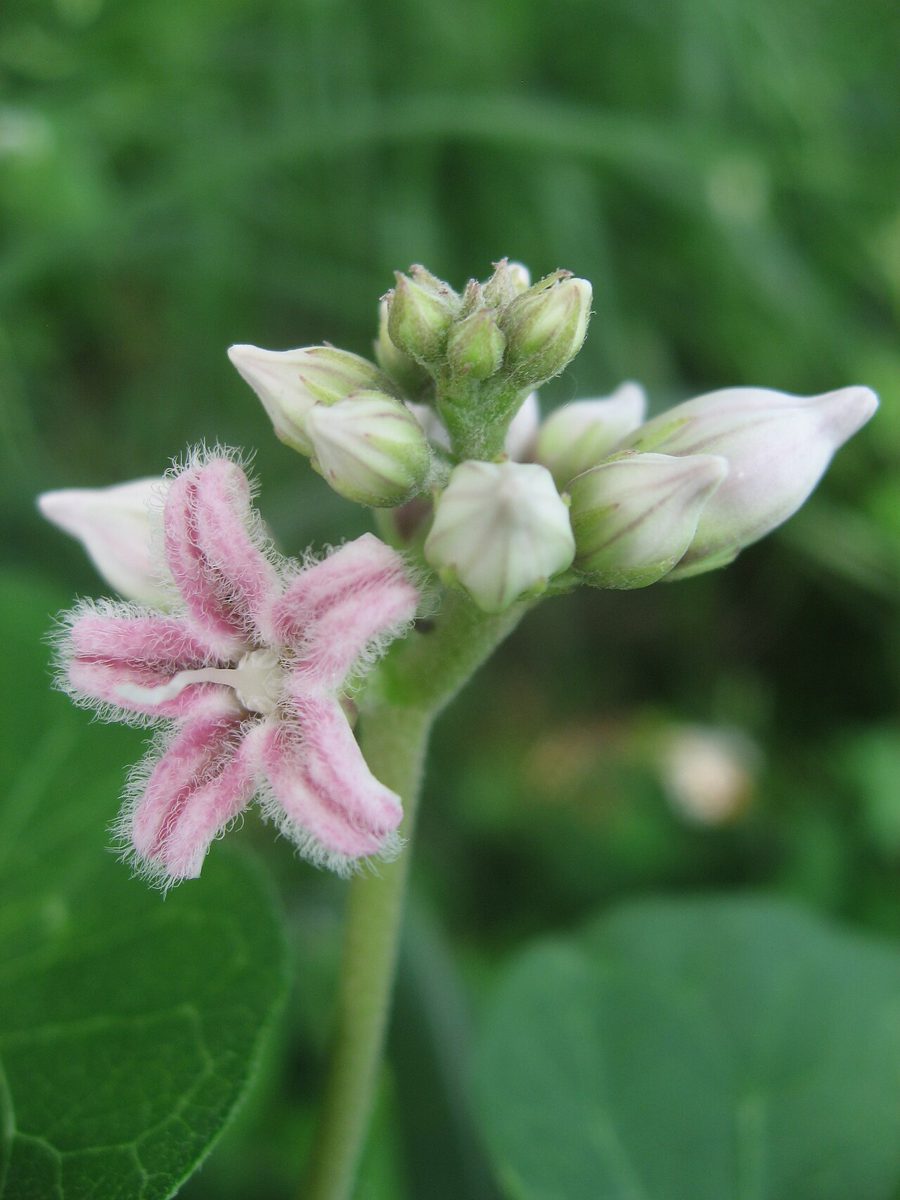 星形の淡い桃色の花をつけたガガイモ