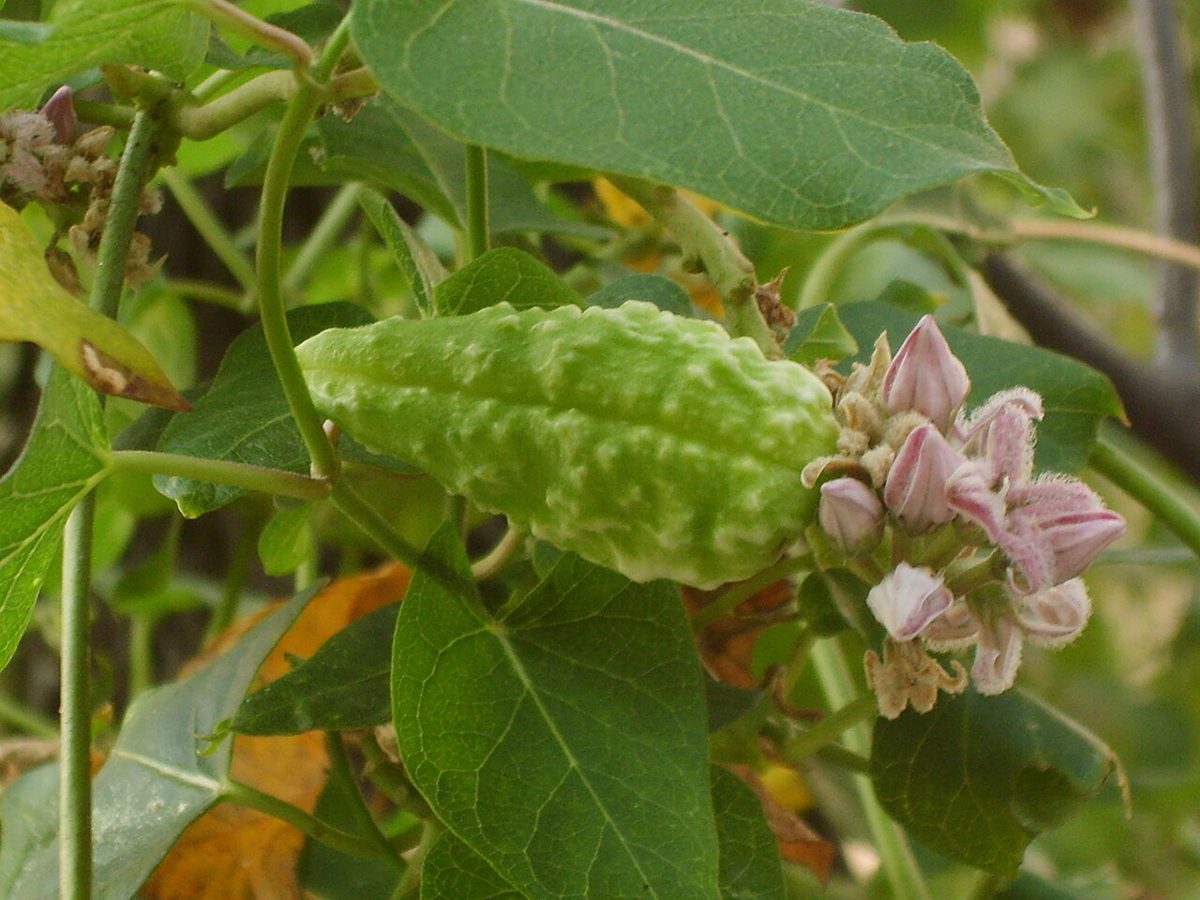 ガガイモの緑色の実と、淡い桃色の花