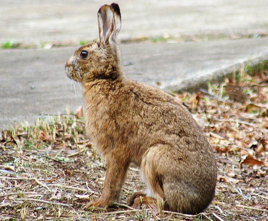 公園の地面に座る茶色いノウサギ