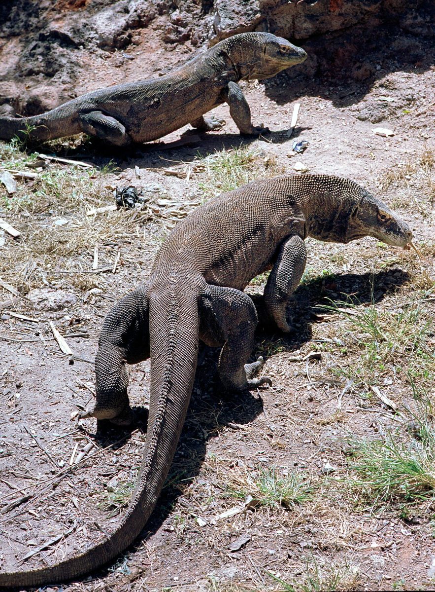 リンチャ島の地面にいる野生のコモドドラゴン