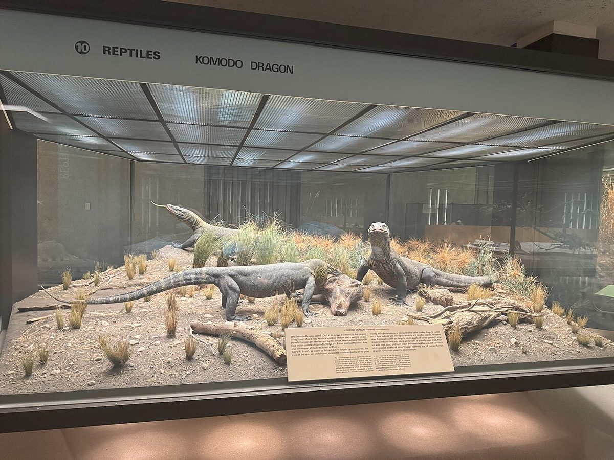 アメリカ自然史博物館に展示されたコモドドラゴンのジオラマ