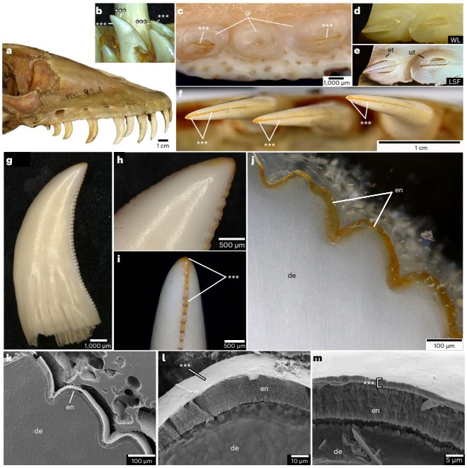 コモドドラゴンの歯と鋸歯状の縁を比較した2024年論文の図1