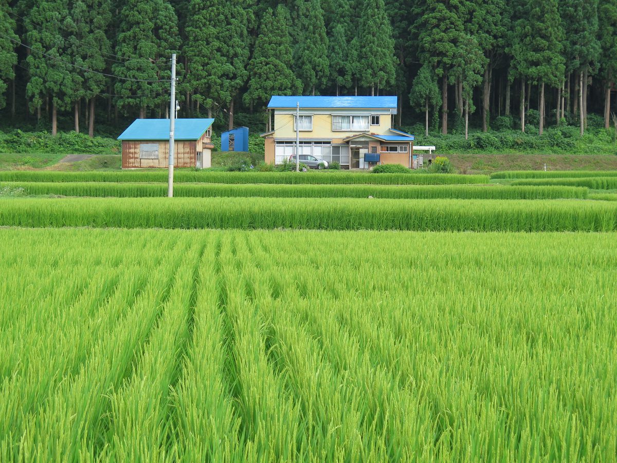 夏の青々とした水田と、奥に並ぶ杉林と民家