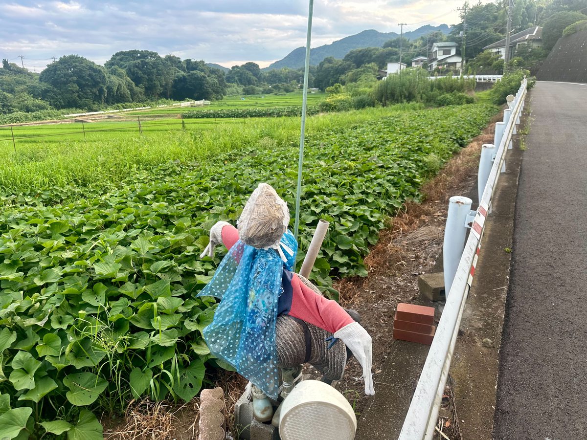畑のそばの道端に立つ、青い布をまとった案山子