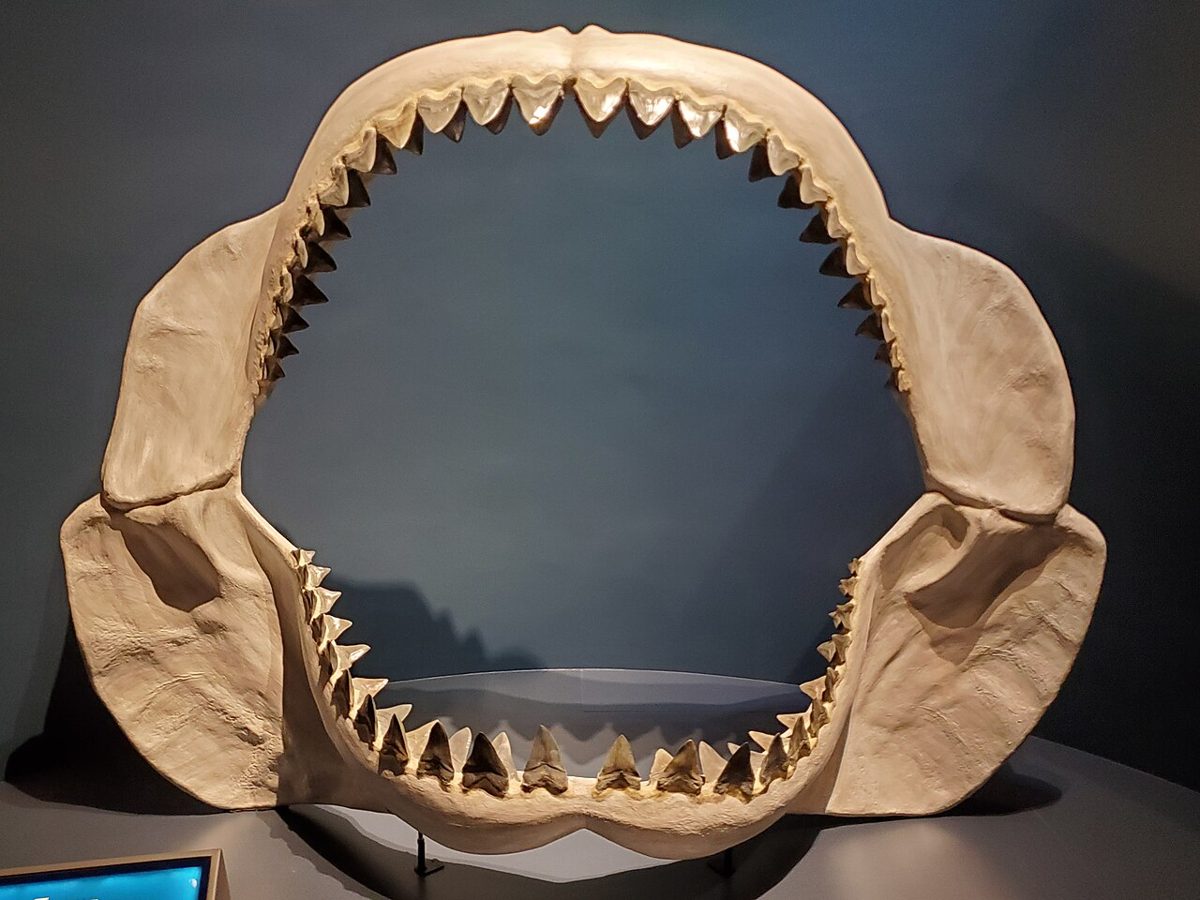 博物館に展示されたメガロドンの大きな顎