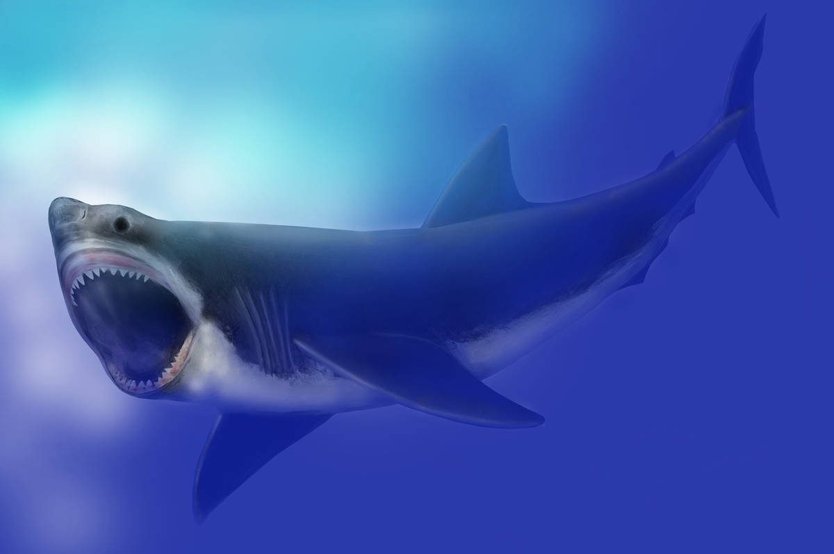 海中を泳ぐメガロドンを描いたスミソニアンの復元画