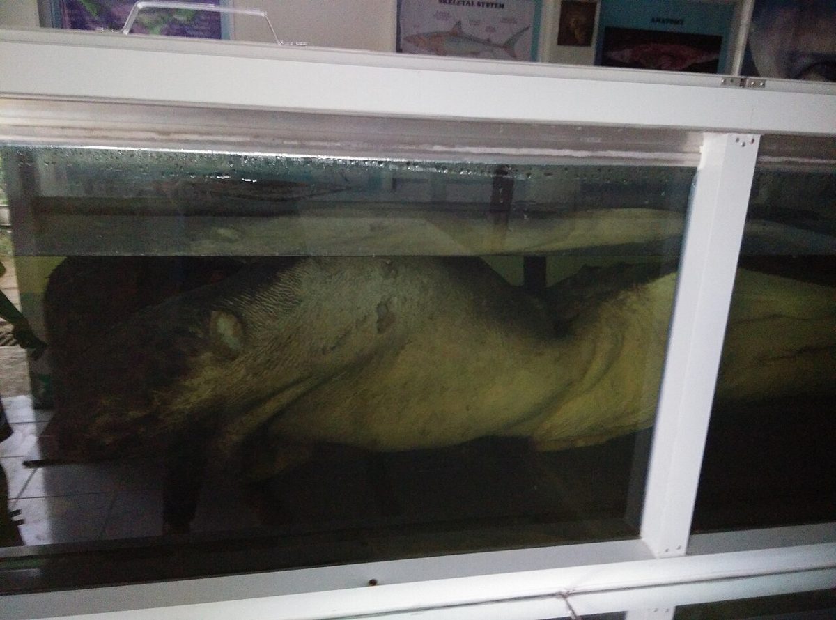 フィリピンのアルバイで保存されたメガマウス標本