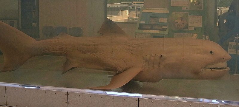 メガマウスサメの全身を横から見た展示標本