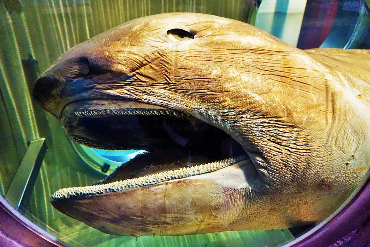 保存されたメガマウスサメの大きな頭部と開いた口