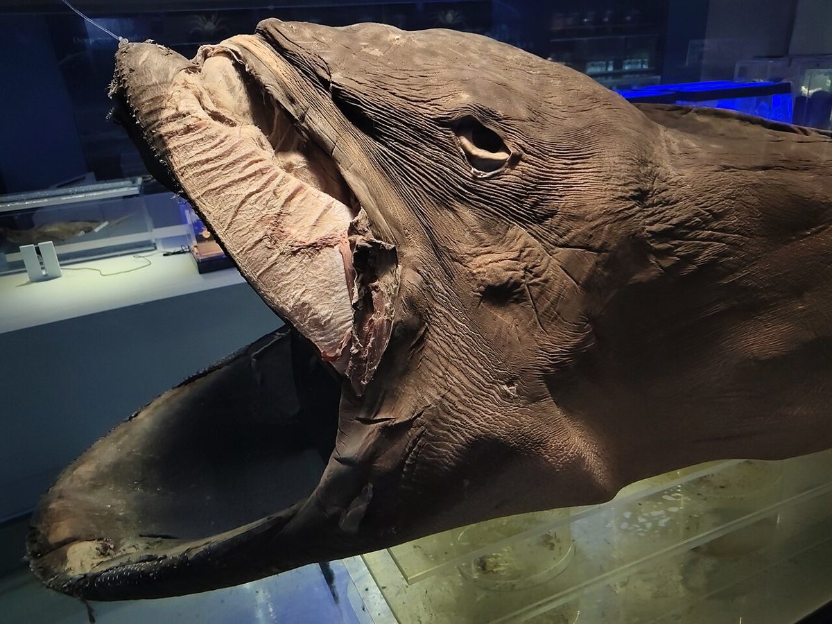 口を開いた状態のメガマウス展示標本
