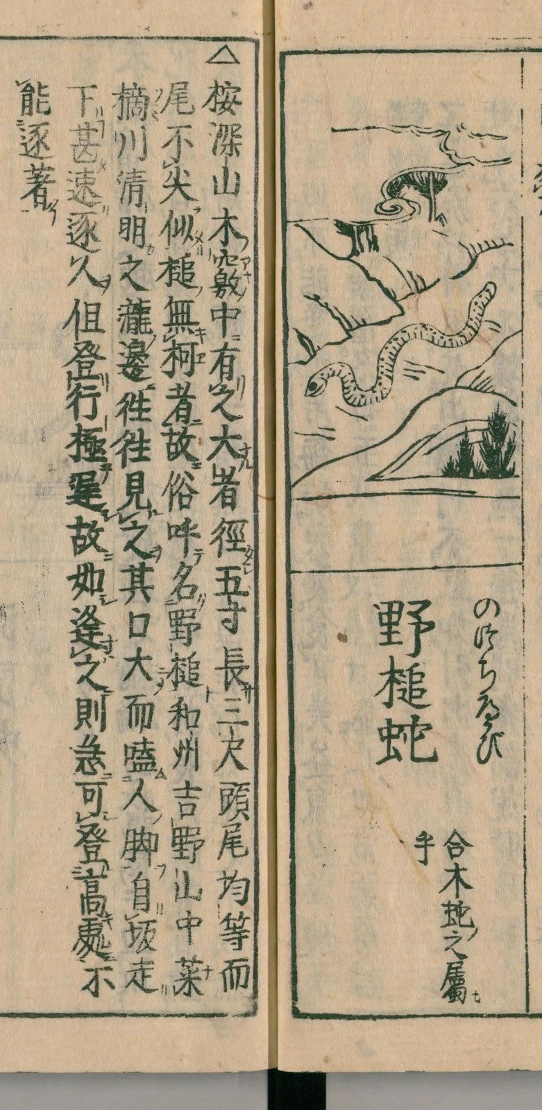 和漢三才図会の野槌蛇の項。挿絵と見出し、説明文