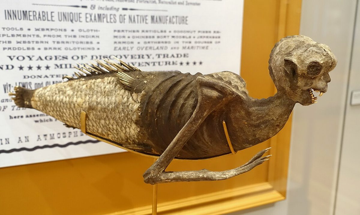 ハーバード大学ピーボディ博物館に展示された、サルのような頭と魚の尾を持つ人魚