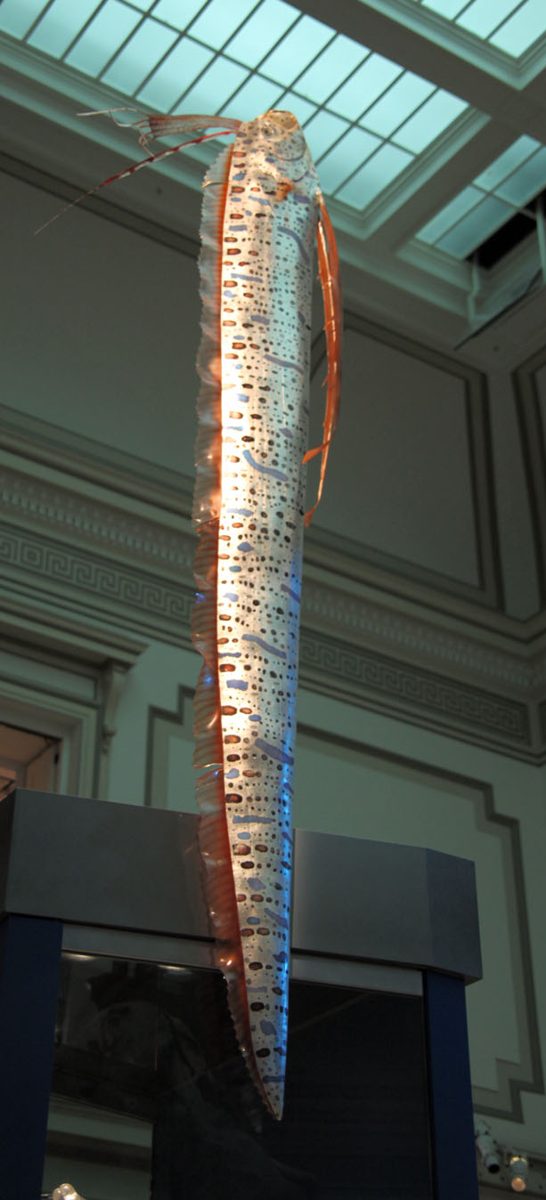 スミソニアンの展示室につるされた縦向きのoarfishの模型