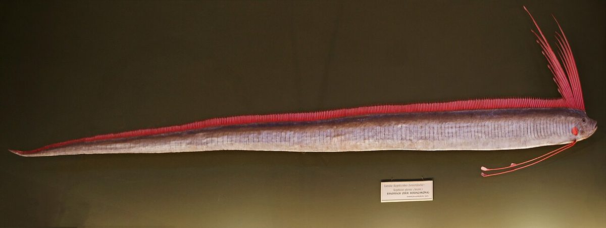 ウィーン自然史博物館に展示された長い銀色の魚と赤い背びれ