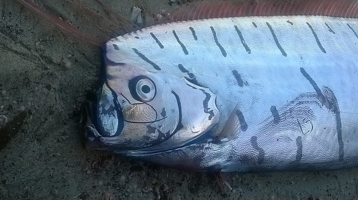 ニュージーランドで記録されたリュウグウノツカイ属の頭と銀色の体