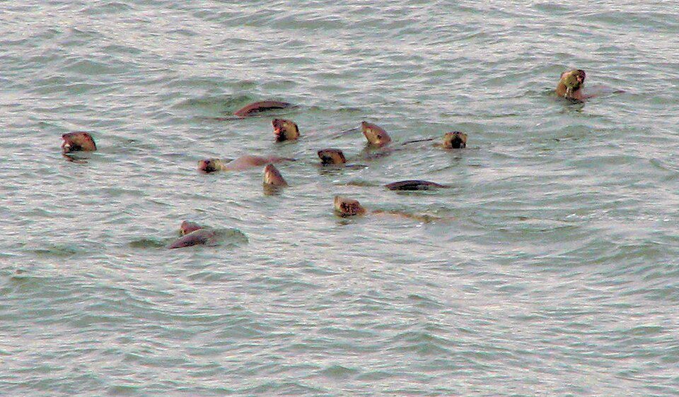 港の水面に群れて浮かぶカワウソ