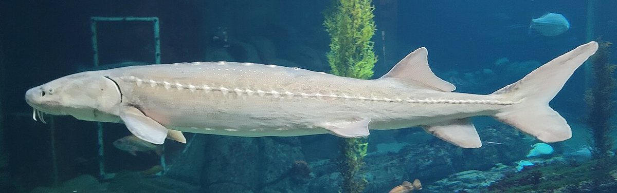 水族館の水槽を泳ぐシロチョウザメ
