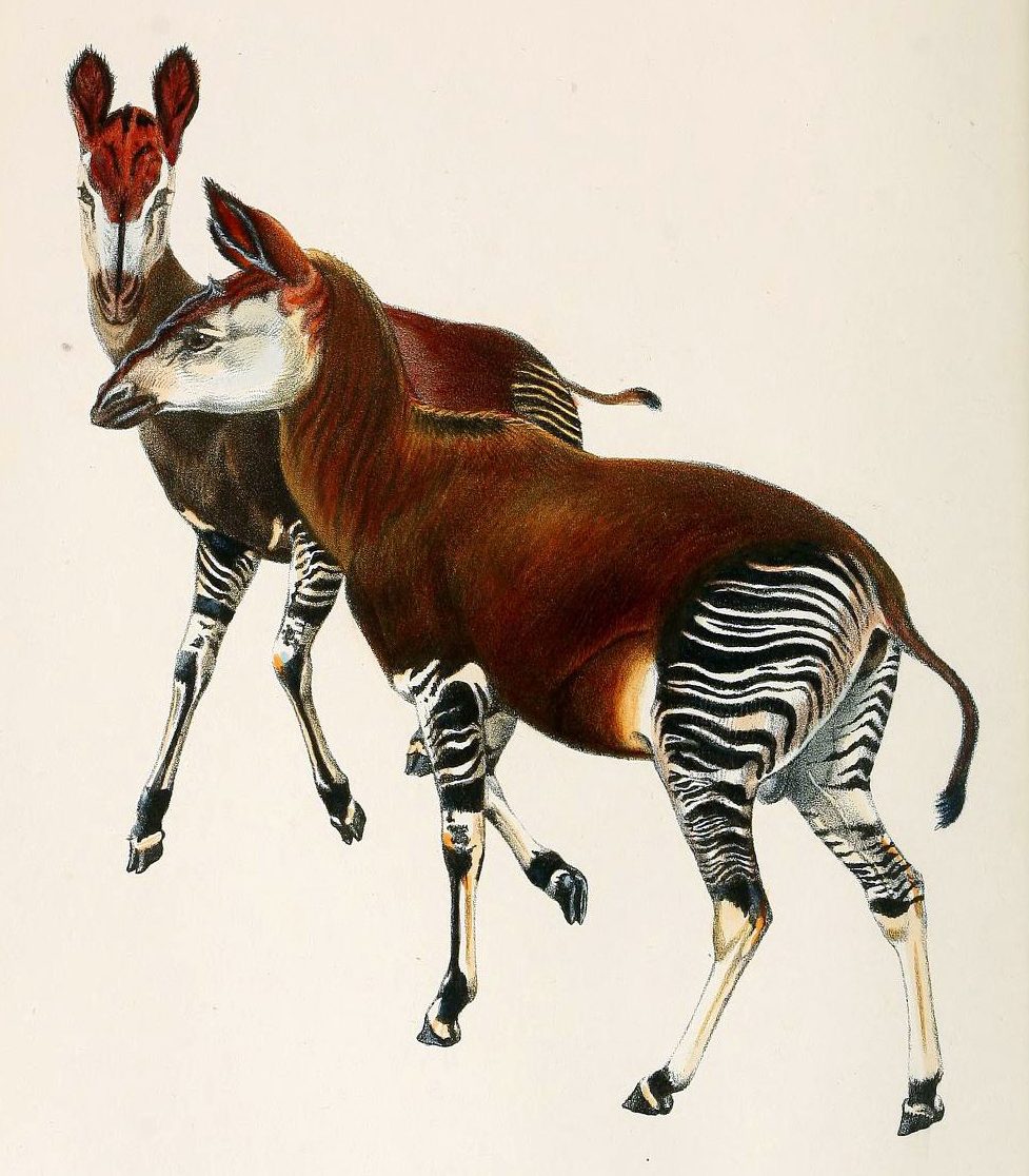 1901年に描かれたオカピの全身と頭の復元画
